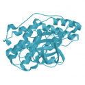 Recombinant human biotinylated MAP kinase 13 / p38 delta, unactive, 5 µg