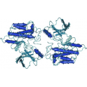 Recombinant human IGF-1R /CD221 Protein, 1mg