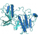 Recombinant human c-MET / HGFR Protein, His Tag, 200µg