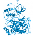 Recombinant human Lymphokine-activated killer T-cell-originated protein kinase  / PBK, 10 µg