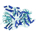 Recombinant human Casein kinase 2 holo enzyme complex (alpha2 C336S, beta2), 10 µg