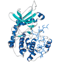 Recombinant human cAMP-dependent protein kinase: PKA, C beta1, 25 µg