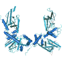 Recombinant human cAMP-dependent protein kinase: PKA, RI alpha, 25 µg