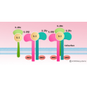 Recombinant Mouse IL-2 R beta&IL-2 R alpha&IL-2 R gamma Protein, Fc Tag&Fc Tag, 100 µg