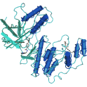 Recombinant human MAP kinase 13 / p38 delta, unactive, 10 µg