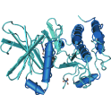 Recombinant human Aurora-C, protein kinase,10 µg