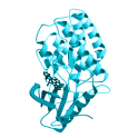 Recombinant, human ZAP70 protein kinase, 10 µg